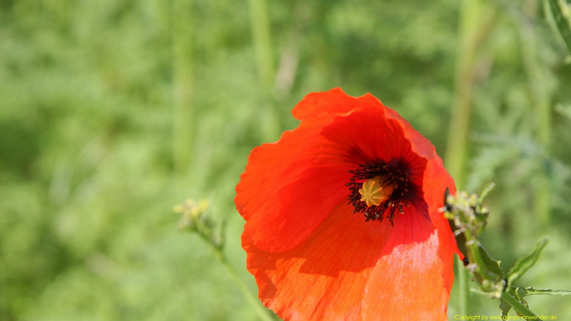 Wallpaper Mohn