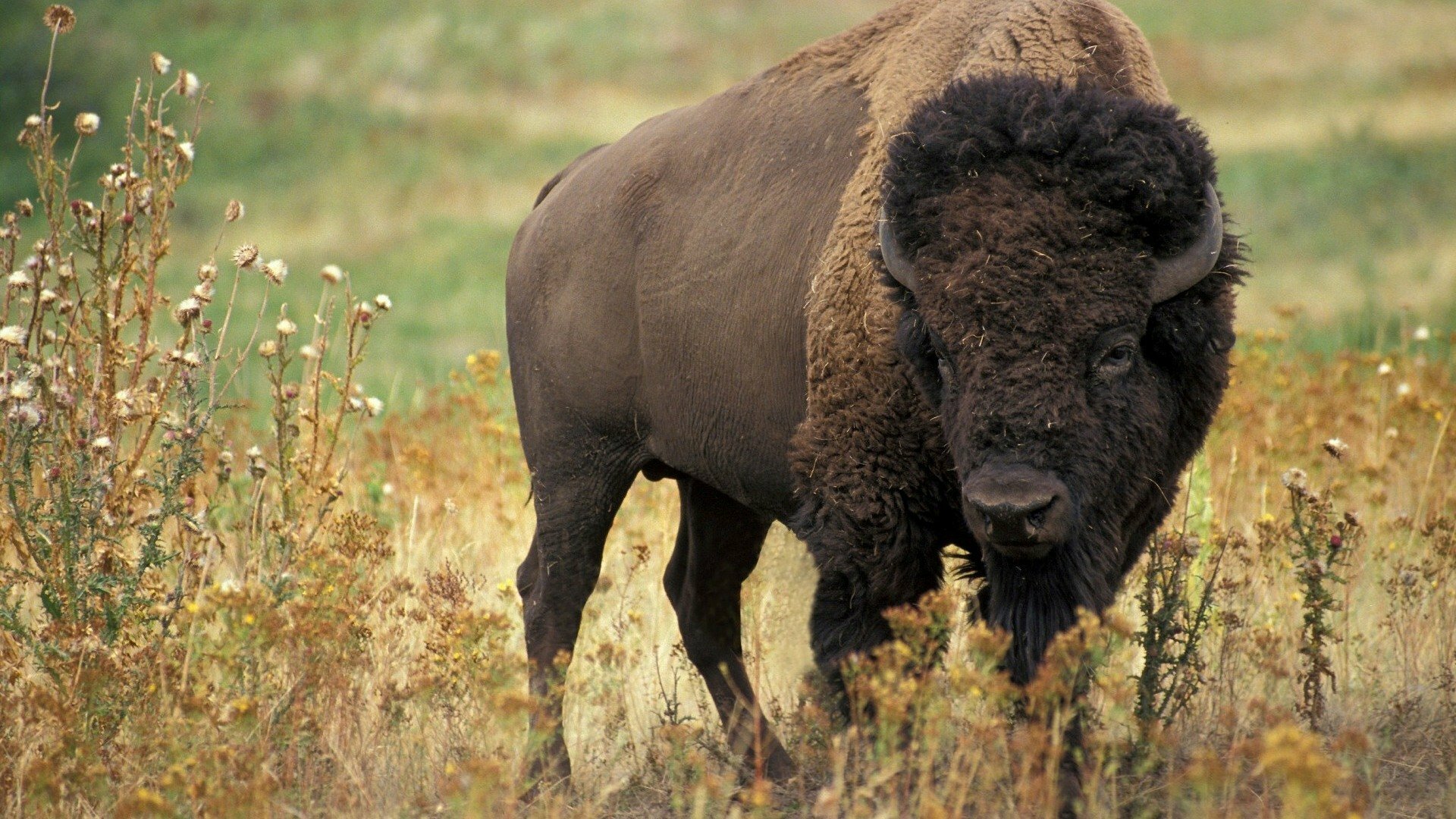 Bison