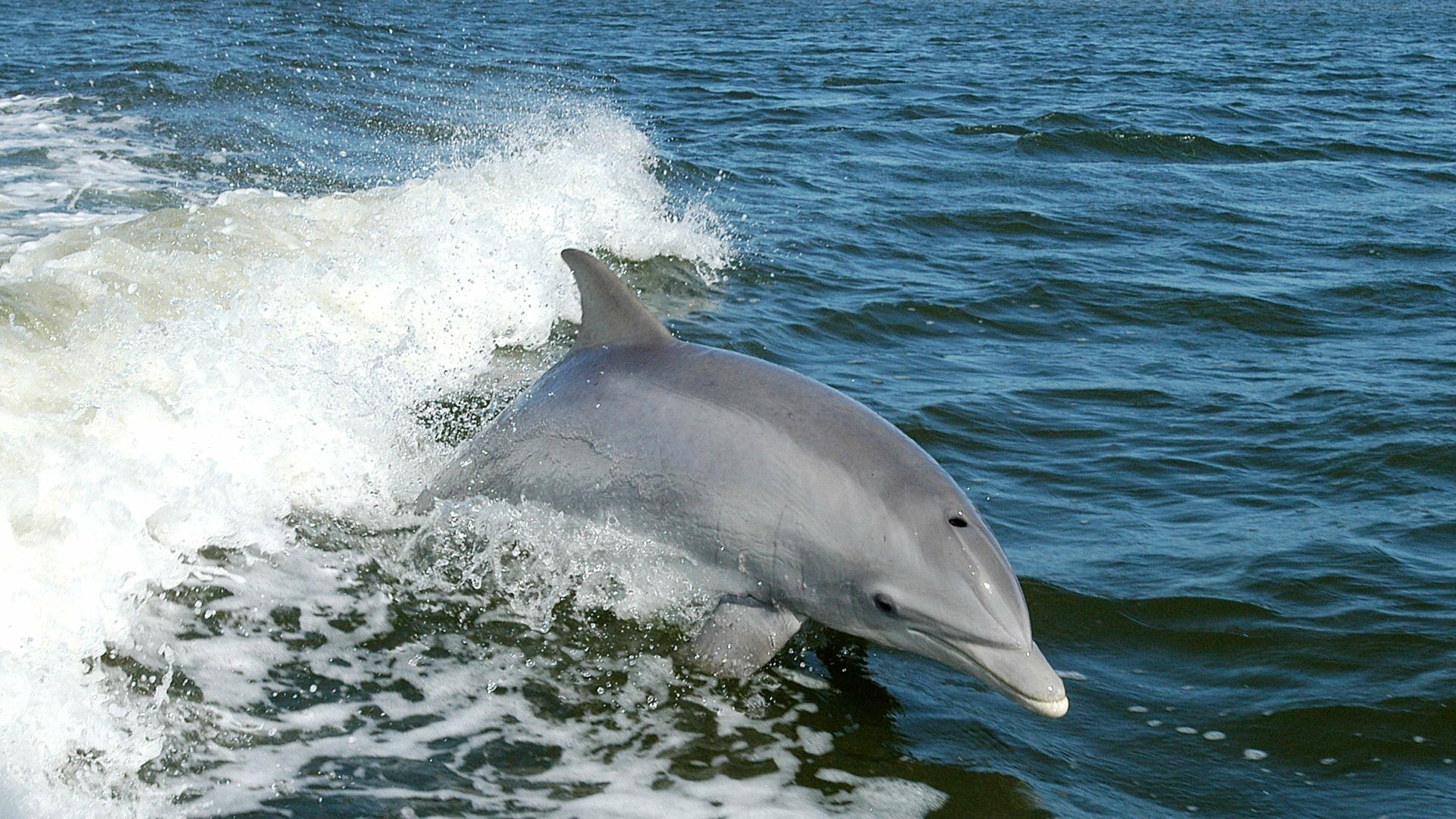 Delphin