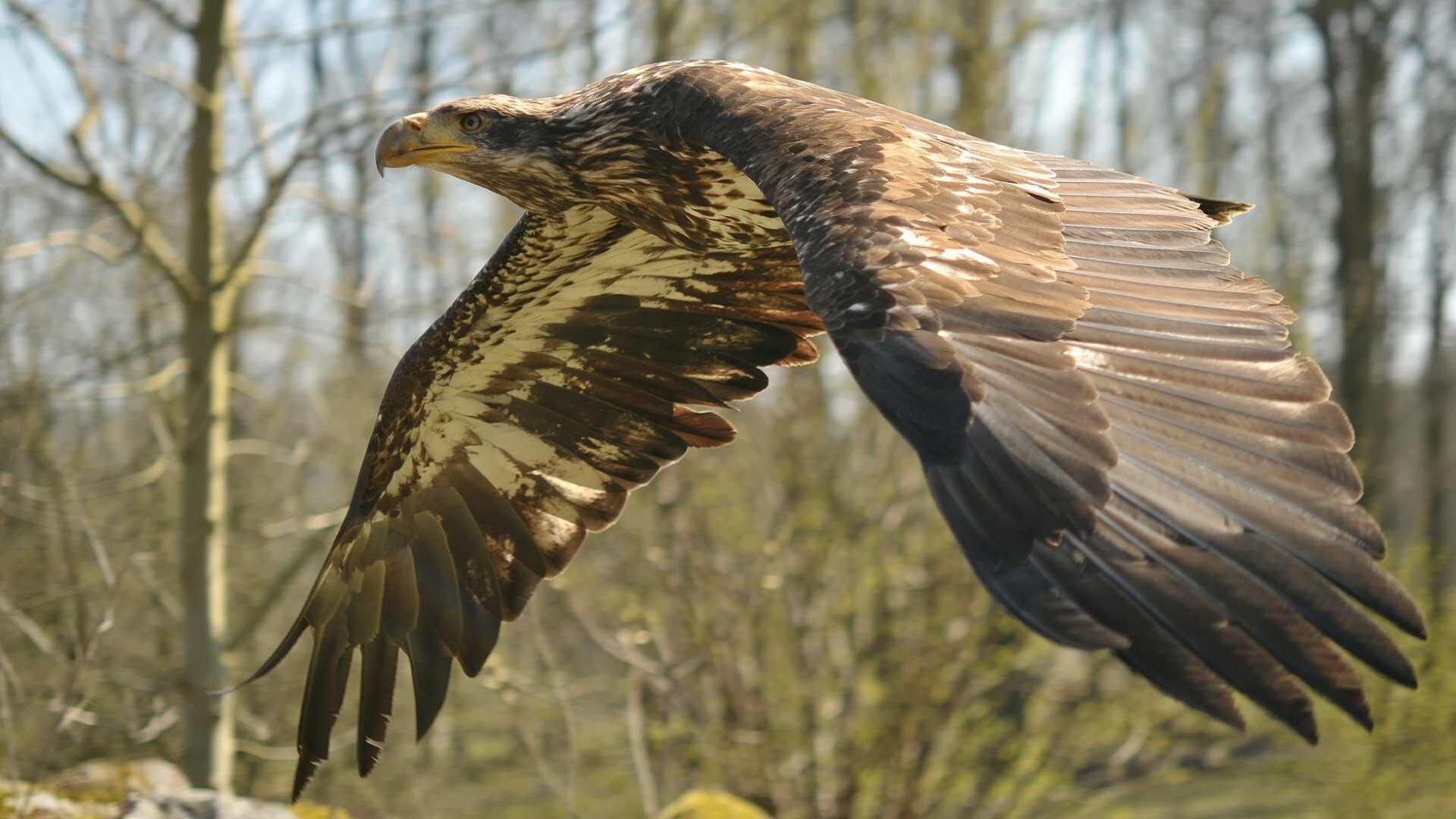 Greifvogel, Foto: Michael Gäbler