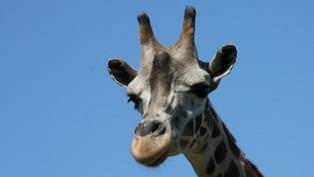 Desktopbildbild: Giraffe