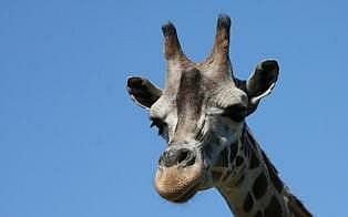 wallpaper: Giraffe