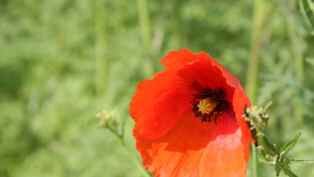 Desktopbildbild: Mohn